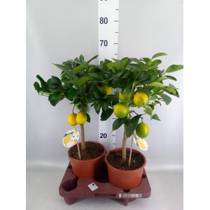 Citrus meyeri 'Meyer'