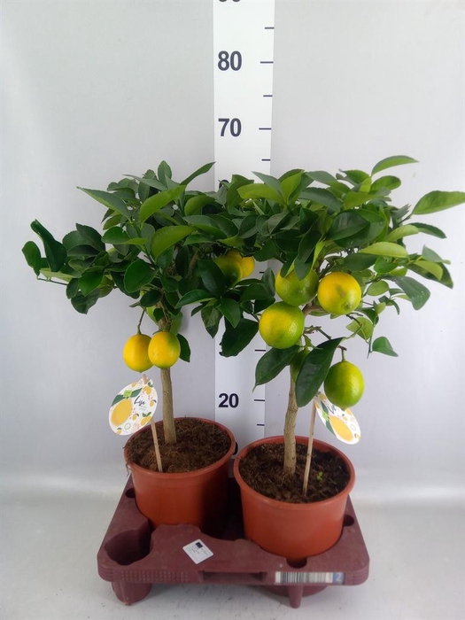 Citrus meyeri 'Meyer'