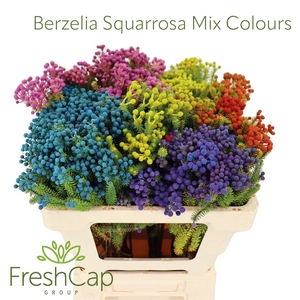 Berzelia Squarrosa Mix Colours