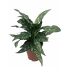 AGLAONEMA COMMUTATUM p17