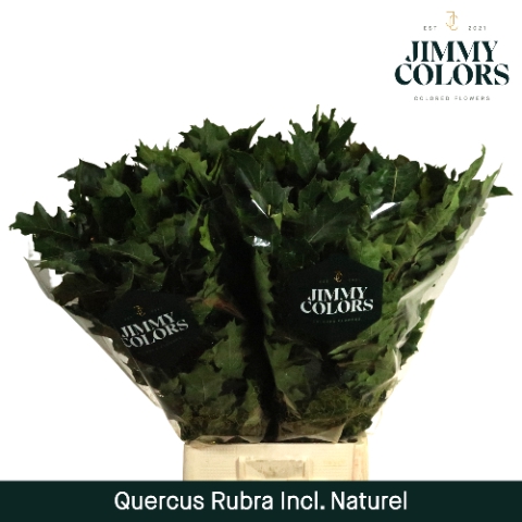 Quercus Rubra naturel L80 Sleeve naturel