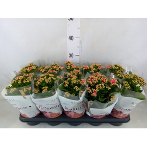 Kalanchoe blos. 'RosDon Nando'