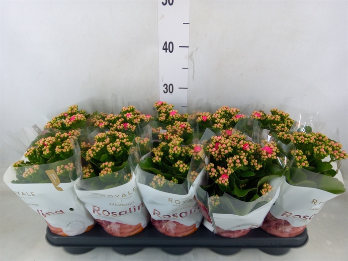 <h4>Kalanchoe blos. 'RosDon Nando'</h4>