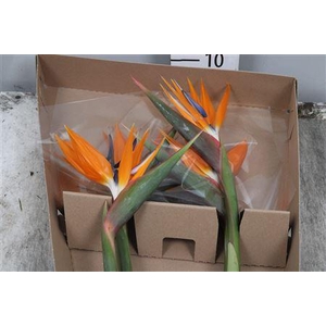 Strelitzia Bloem