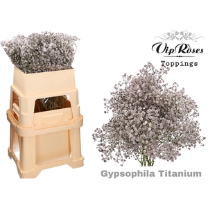 GYPS PA TITANIUM