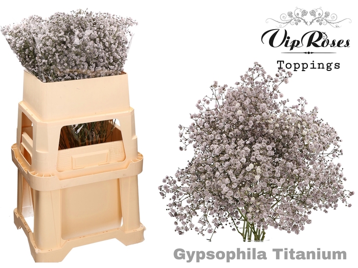 GYPS PA TITANIUM