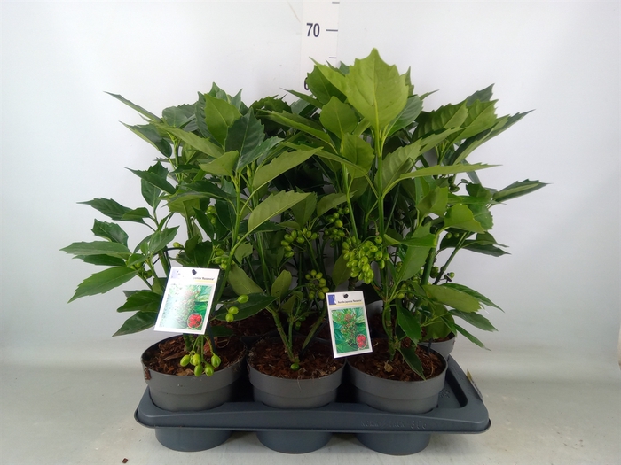 <h4>Aucuba japonica 'Rozannie'</h4>