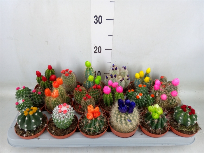 <h4>Cactus   ...decorated</h4>