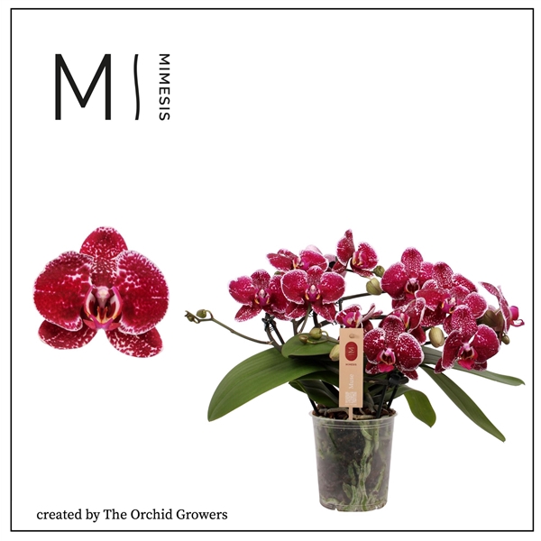 <h4>Mimesis Phal. Muse Red - 25+ flowers 12cm</h4>