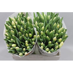 Tulipa si antarctica