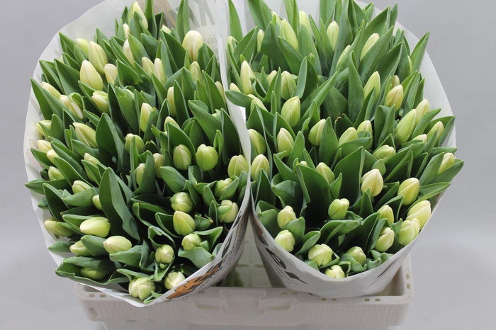 <h4>Tulipa si antarctica</h4>