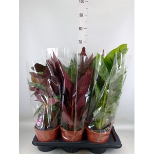 Calathea   ...mix