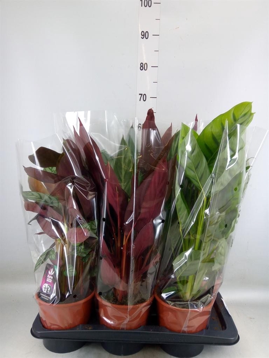 <h4>Calathea   ...mix</h4>
