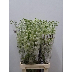 DELPH DU DEW IMPR WH