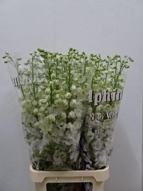 <h4>DELPH DU DEW IMPR WH</h4>