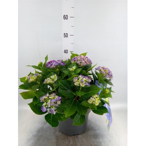Hydrangea mac. 'Curly Wurly'