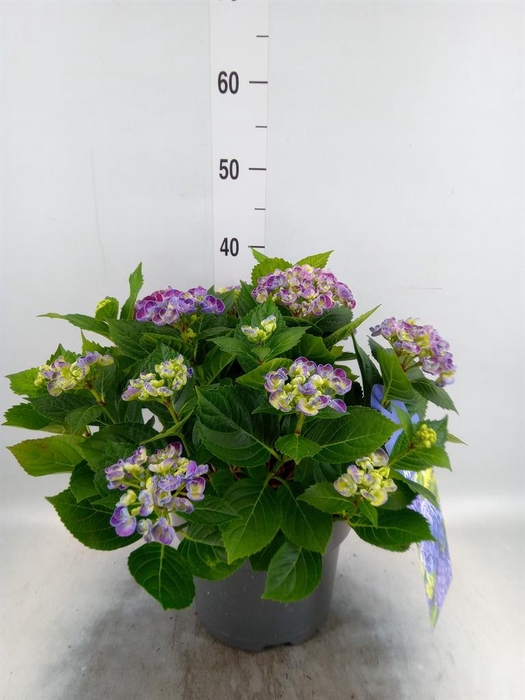 <h4>Hydrangea mac. 'Curly Wurly'</h4>