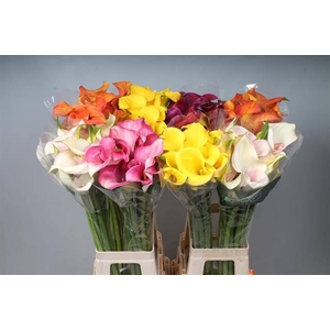 Calla Mix In Bucket Double Kallaland
