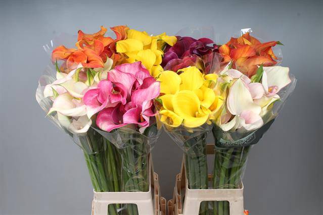<h4>Calla Mix In Bucket Double Kallaland</h4>