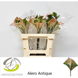 ANTH ALERO