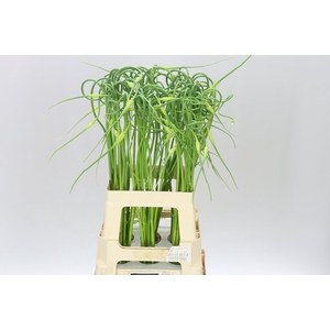 Allium Sa Ophioscordon