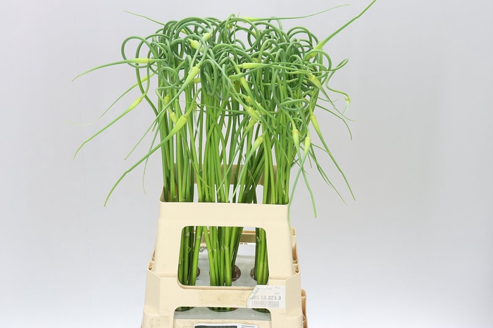 <h4>Allium Sa Ophioscordon</h4>