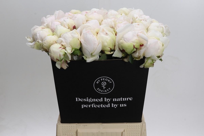 <h4>Paeonia Odile</h4>