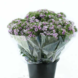 Di Barb Ball White / Lilac Super