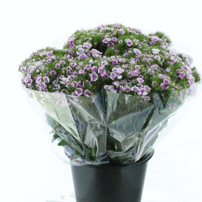 <h4>Di Barb Ball White / Lilac Super</h4>