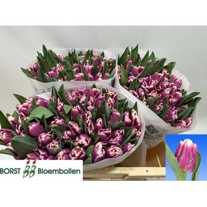 TU PA CRACKER PARROT