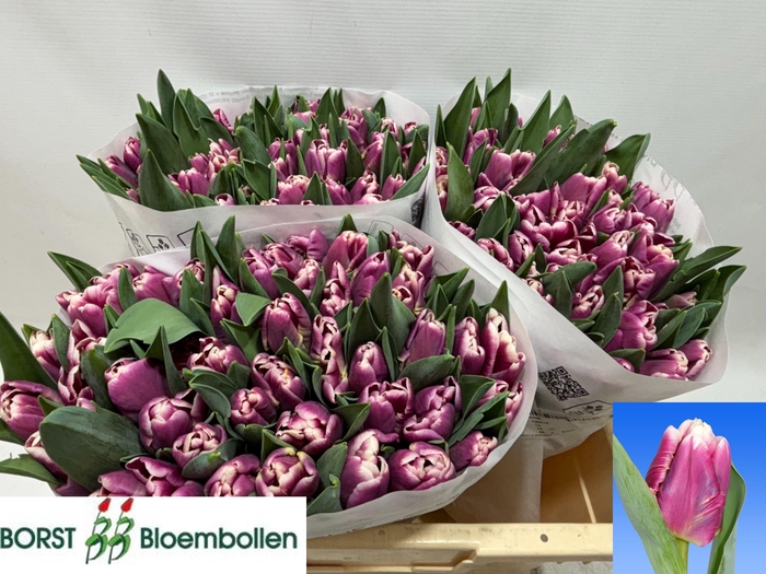 <h4>TU PA CRACKER PARROT</h4>