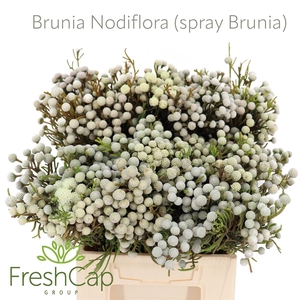 Brunia Nodiflora (spray Brunia)