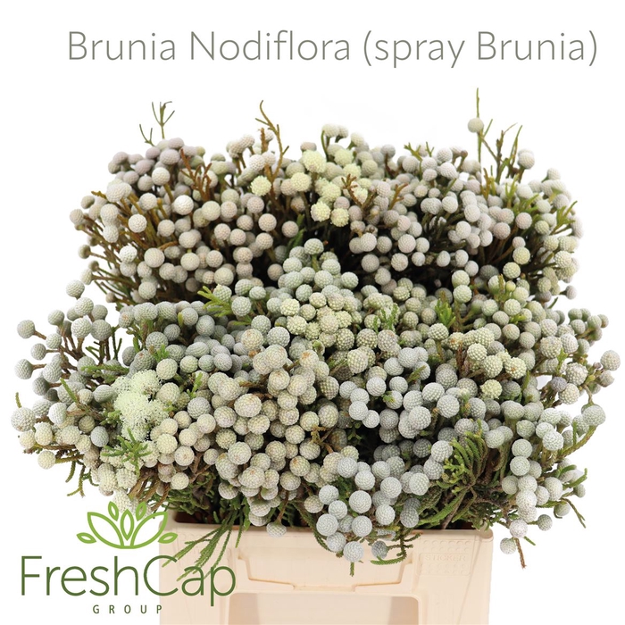 <h4>Brunia Nodiflora (spray Brunia)</h4>