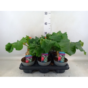 Jatropha podagrica