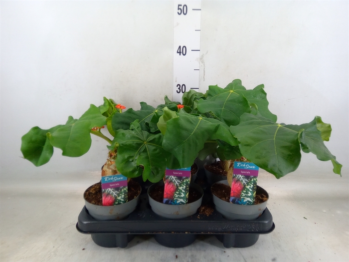 <h4>Jatropha podagrica</h4>