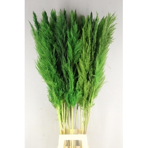 DF Pampas 130cm Apple Green