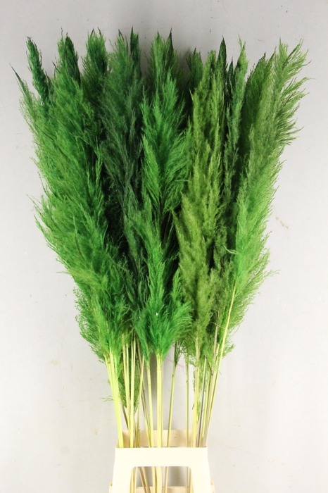 DF Pampas 130cm Apple Green