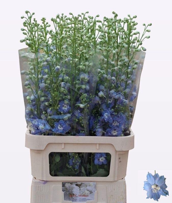 <h4>DELPH DU AUR L BLUE</h4>