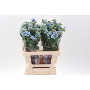Oxy Co Tan Pure Blu
