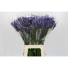 Agapanthus FU 'Atlantic Ocean'
