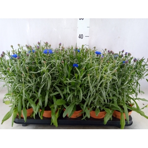 Centaurea   ...