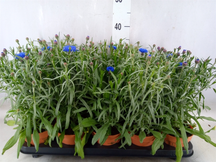 <h4>Centaurea   ...</h4>