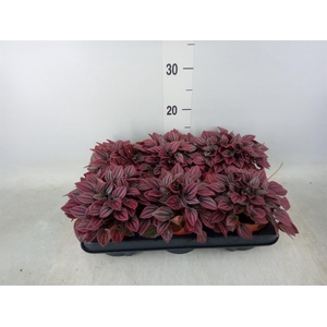 Peperomia caperata 'Caracas'