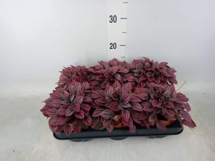 <h4>Peperomia caperata 'Caracas'</h4>
