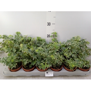 Hedera helix 'White Ripple'