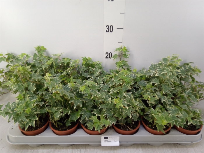 <h4>Hedera helix 'White Ripple'</h4>