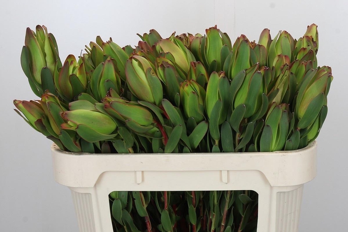 <h4>LEUCAD LAUREL YELLOW</h4>