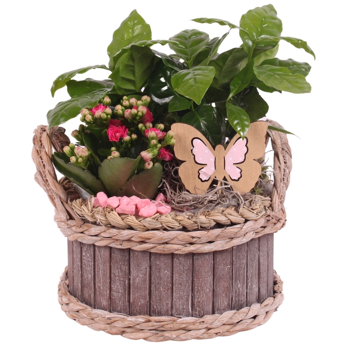 <h4>Opm Summer Arr. Indoor Wooden Waterhyacint Rim</h4>