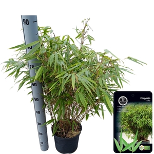 Fargesia 'Rufa'