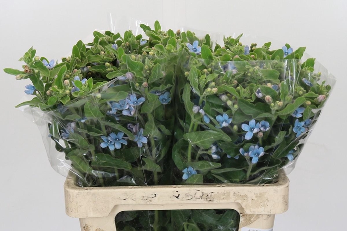 <h4>Oxypetalum Tweedia Blue</h4>